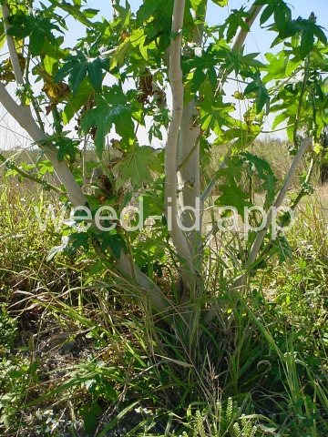 castorbean